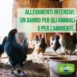 Scopri di più sull'articolo Allevamenti intensivi: un danno per gli animali e per l’ambiente