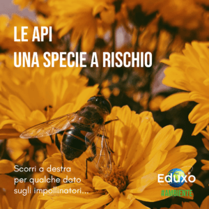Read more about the article Le api, una specie a rischio