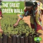Scopri di più sull'articolo The Great Green Wall