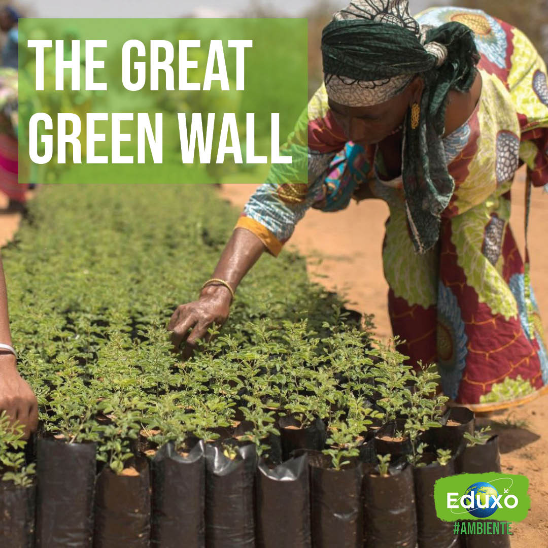 Al momento stai visualizzando The Great Green Wall