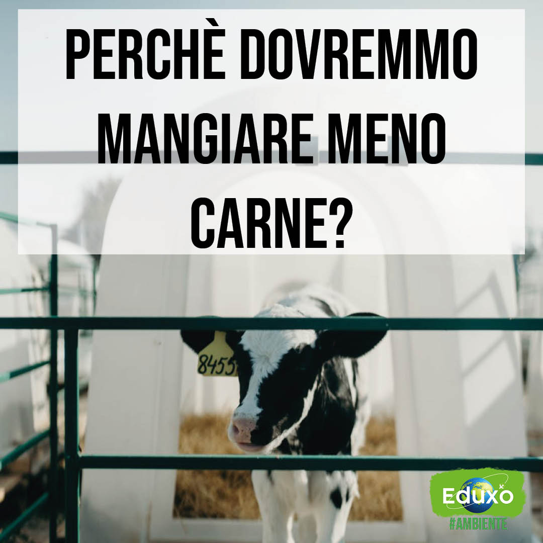 You are currently viewing Perché dovremmo mangiare meno carne?