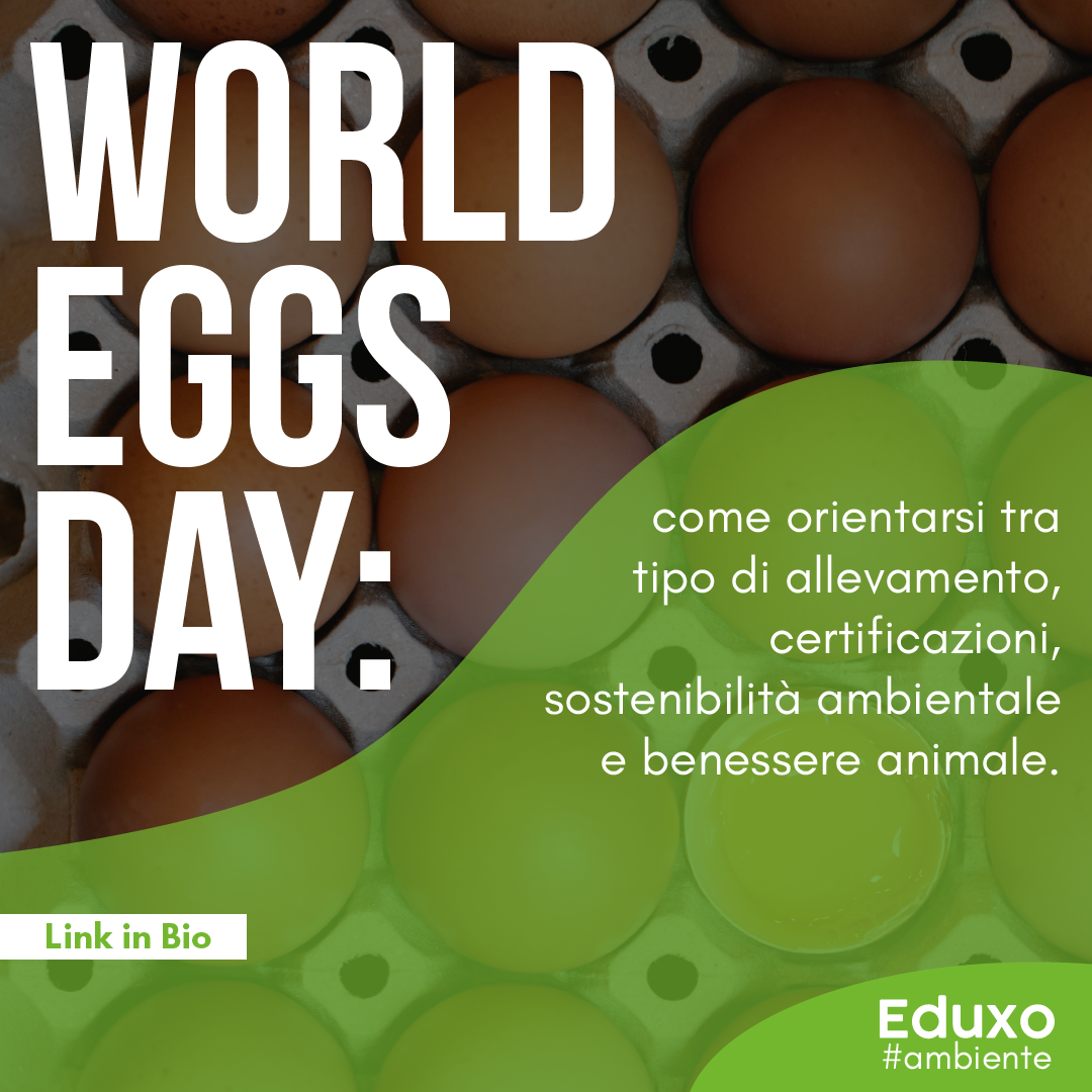 Al momento stai visualizzando World Eggs Day: come orientarsi tra tipo di allevamento, certificazioni, sostenibilità ambientale e benessere animale