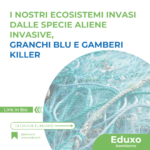 Scopri di più sull'articolo I nostri ecosistemi invasi dalle specie aliene invasive – Granchi Blu e Gamberi Killer