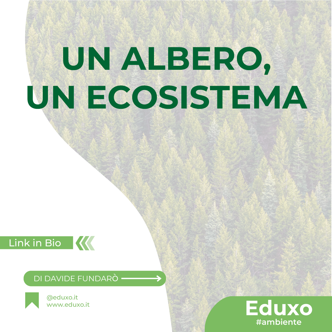 Al momento stai visualizzando Un Albero, Un Ecosistema